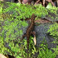 Cnemaspis godagedarai